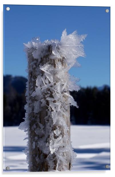 Frosty Alpine Pole                                 Acrylic by John Iddles