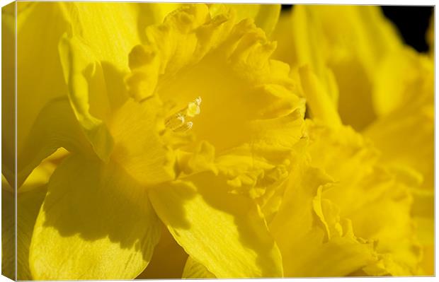 Lovely Daffodils Canvas Print by Mary Lane