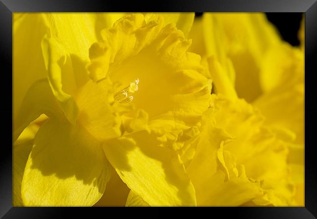 Lovely Daffodils Framed Print by Mary Lane