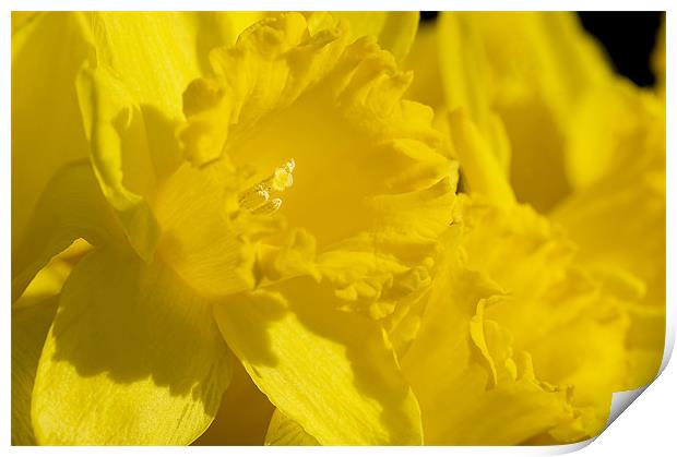 Lovely Daffodils Print by Mary Lane