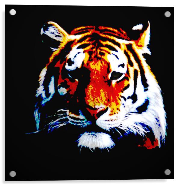 Tiger Acrylic by Sharon Lisa Clarke