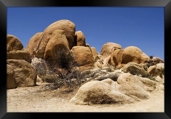 Joshua Tree Framed Print by Mary Lane