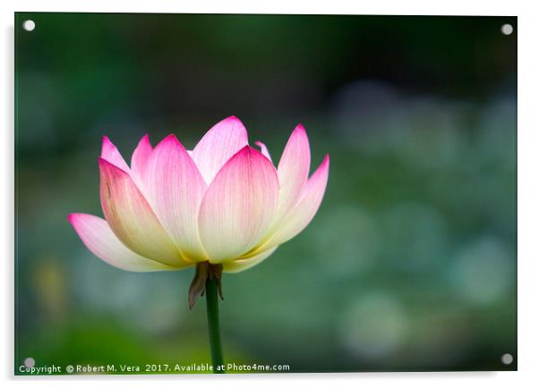 Lotus Flower Acrylic by Robert M. Vera