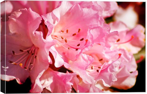 Rhododendron Canvas Print by Mary Lane