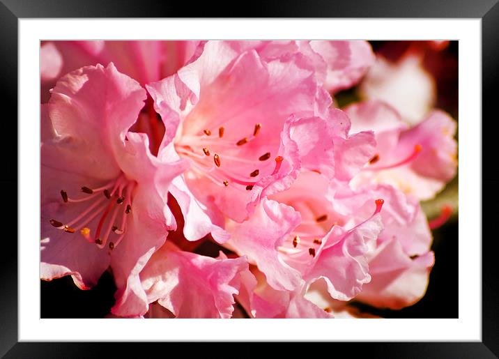 Rhododendron Framed Mounted Print by Mary Lane