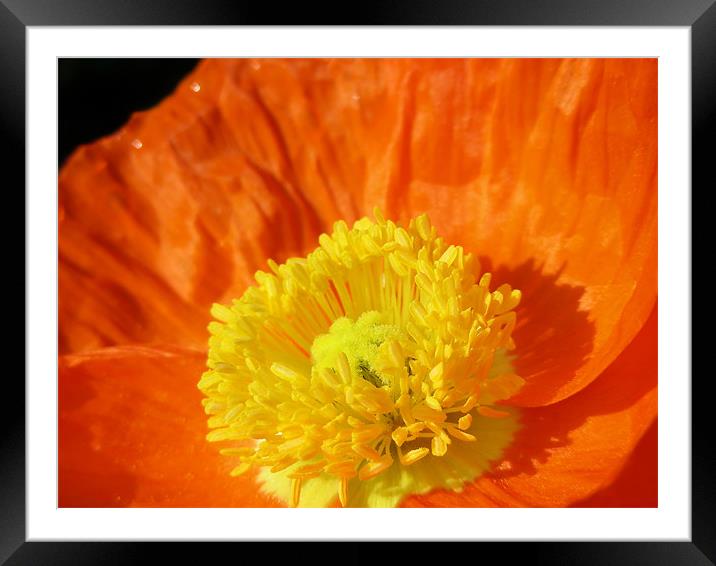 Orange Poppy Framed Mounted Print by Mary Lane