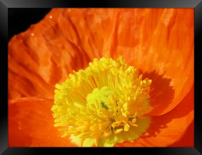 Orange Poppy Framed Print by Mary Lane