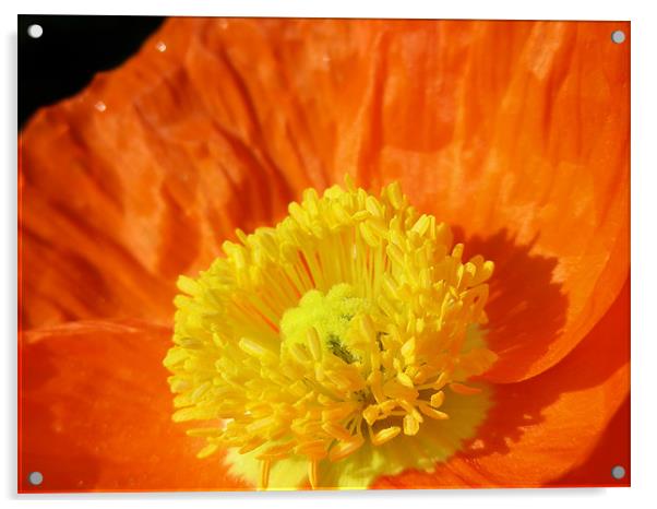Orange Poppy Acrylic by Mary Lane