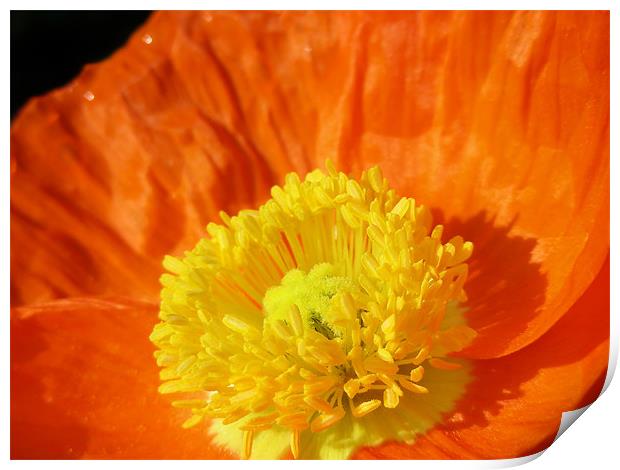 Orange Poppy Print by Mary Lane