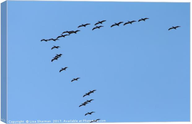 Formation of pelicans Canvas Print by  