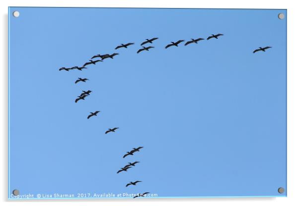 Formation of pelicans Acrylic by  