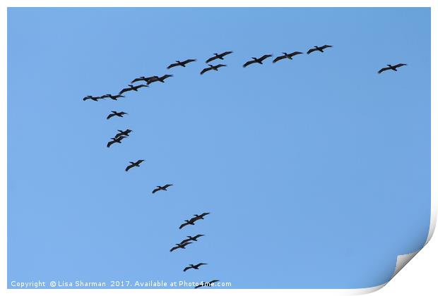 Formation of pelicans Print by  