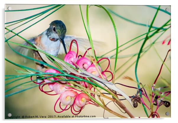 Hummingbird Feeding Acrylic by Robert M. Vera