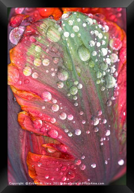 Orange, Red and Green Tulip with Raindrops Framed Print by Robert M. Vera