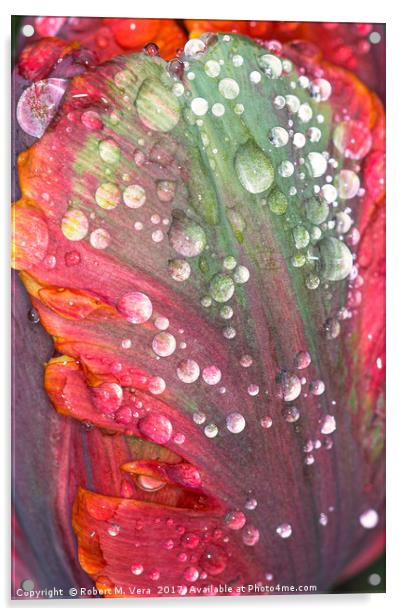 Orange, Red and Green Tulip with Raindrops Acrylic by Robert M. Vera