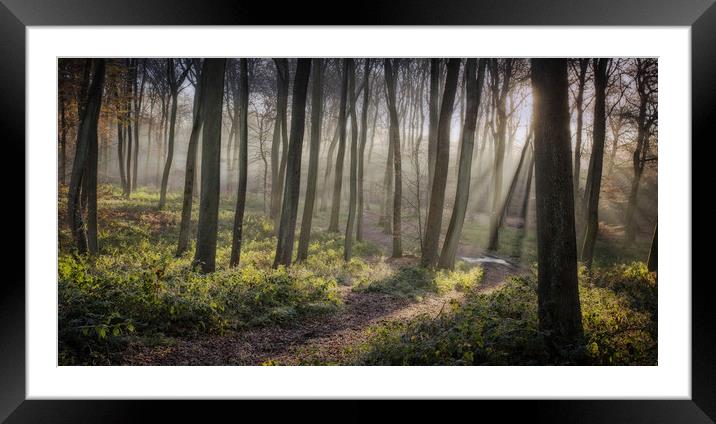 Woodland Morning Framed Mounted Print by Ceri Jones