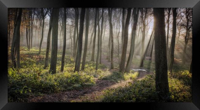Woodland Morning Framed Print by Ceri Jones