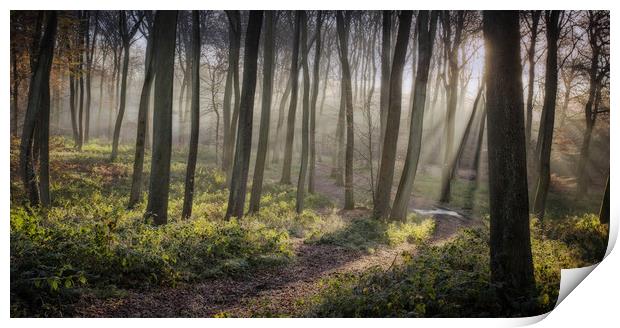 Woodland Morning Print by Ceri Jones