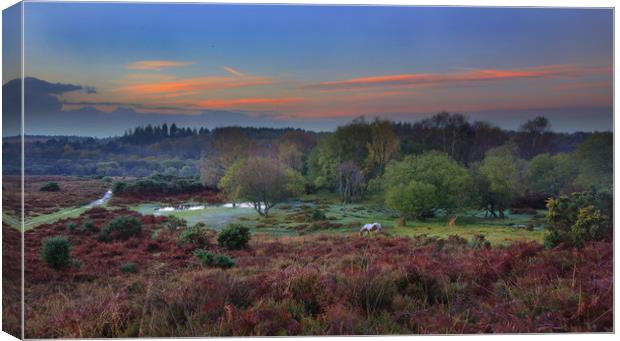 New Forest Morning Canvas Print by Ceri Jones