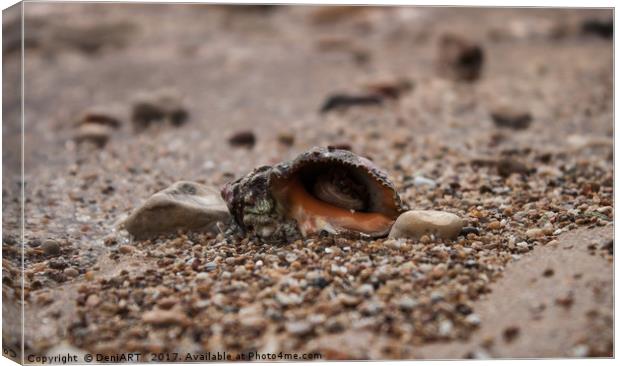 Hide in your shell Canvas Print by DeniART 