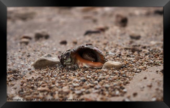 Hide in your shell Framed Print by DeniART 