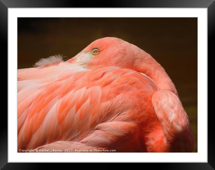 Pretty Flamingo Framed Mounted Print by RJ Bowler