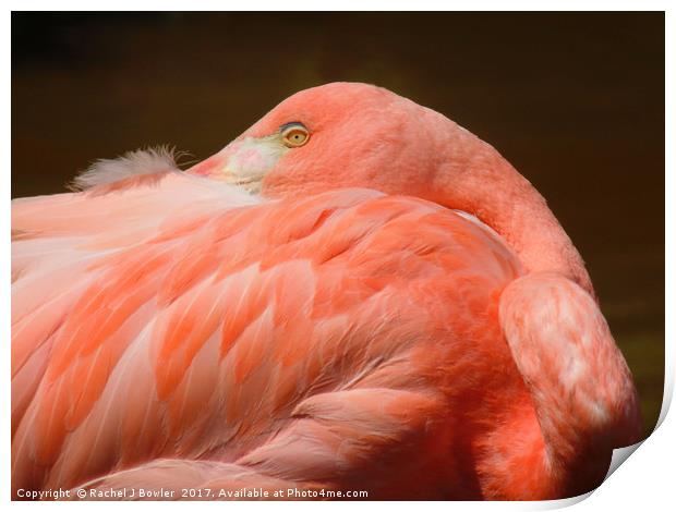 Pretty Flamingo Print by RJ Bowler