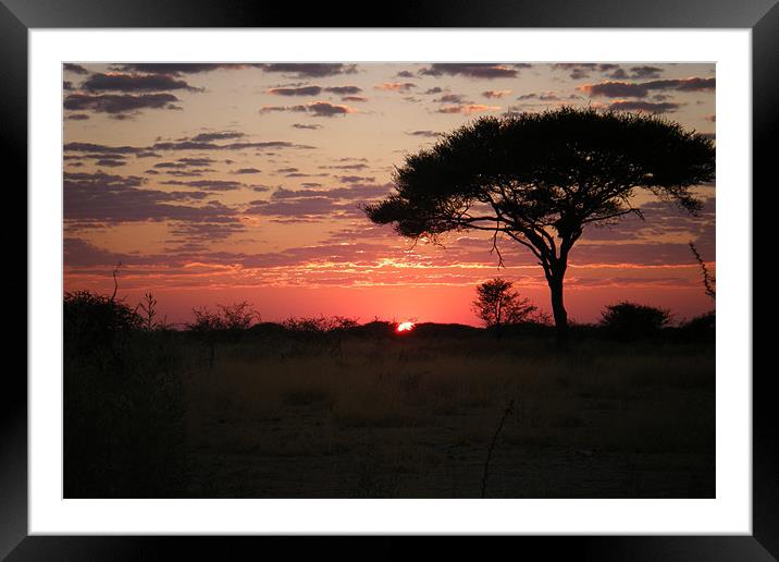 african sunset Framed Mounted Print by felicity turner