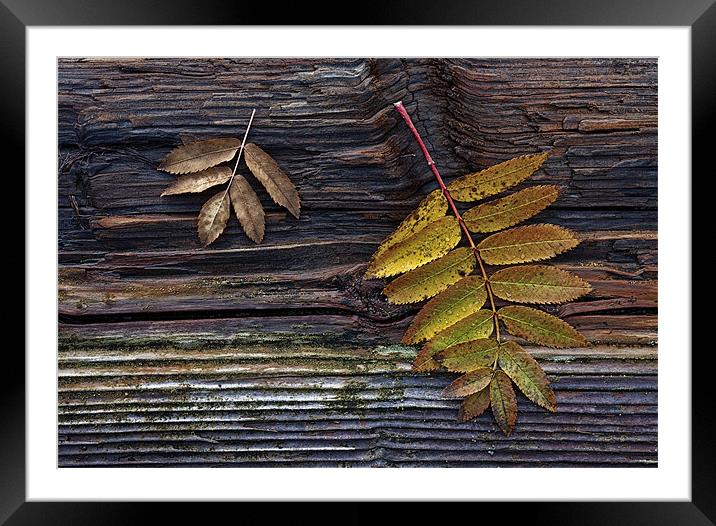 The fallen Framed Mounted Print by Darryl Luscombe