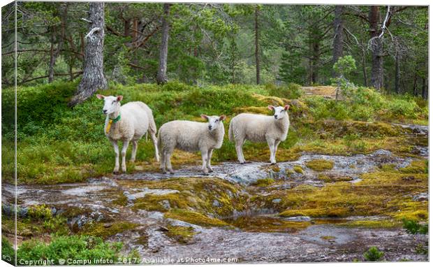 three sheep animals in nature in norway Canvas Print by Chris Willemsen