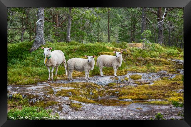 three sheep animals in nature in norway Framed Print by Chris Willemsen