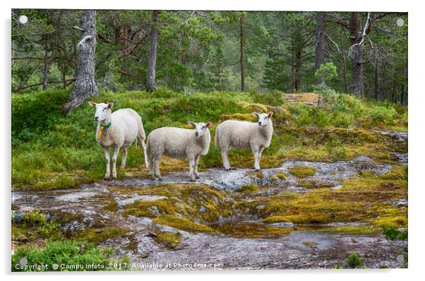 three sheep animals in nature in norway Acrylic by Chris Willemsen