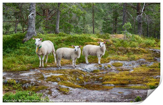 three sheep animals in nature in norway Print by Chris Willemsen