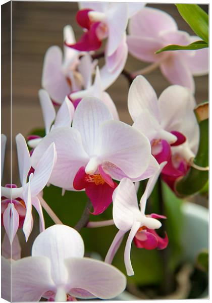 Truthful Orchid Canvas Print by Simon Friend