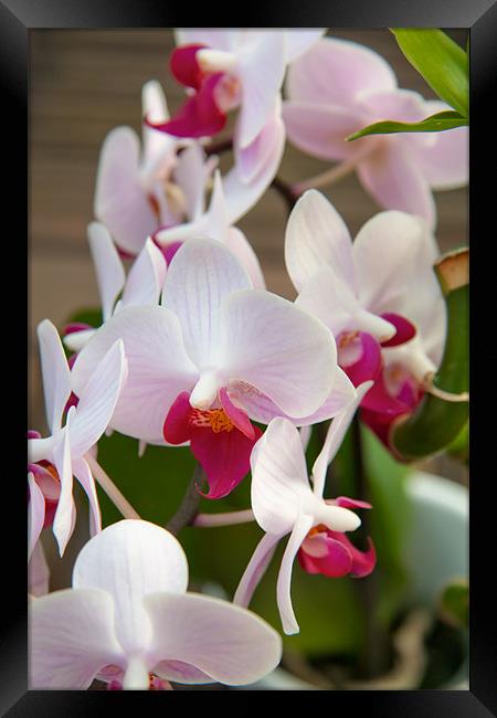 Truthful Orchid Framed Print by Simon Friend