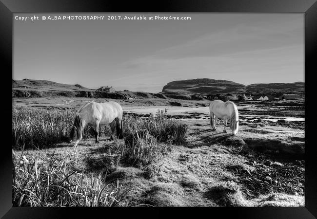 Highland Ponies on The Isle of Muck. Framed Print by ALBA PHOTOGRAPHY