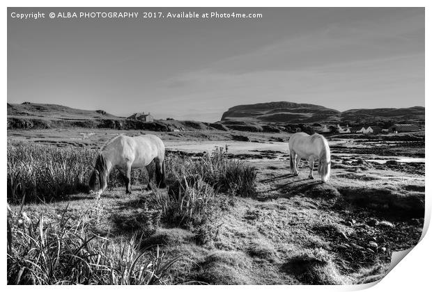 Highland Ponies on The Isle of Muck. Print by ALBA PHOTOGRAPHY