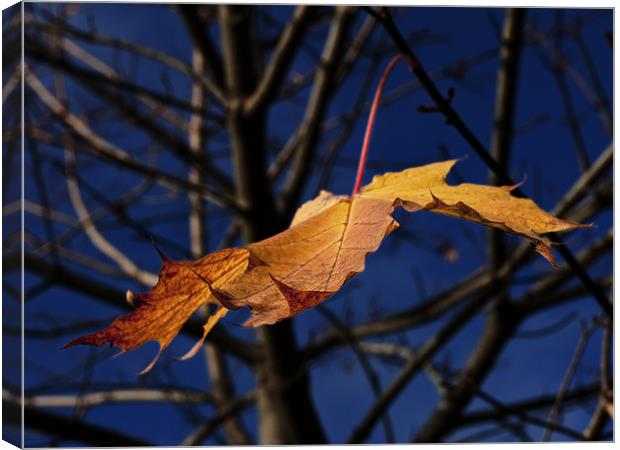 Last leaf of autumn Canvas Print by Darryl Luscombe
