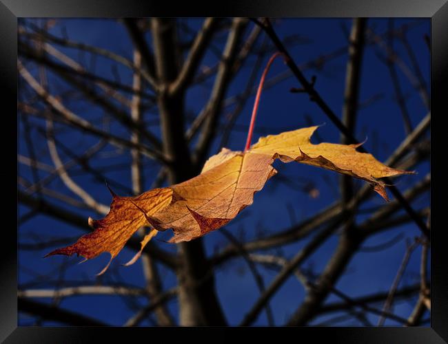 Last leaf of autumn Framed Print by Darryl Luscombe