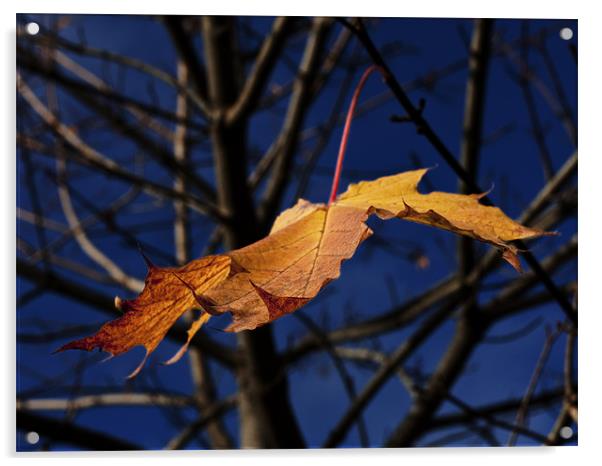 Last leaf of autumn Acrylic by Darryl Luscombe