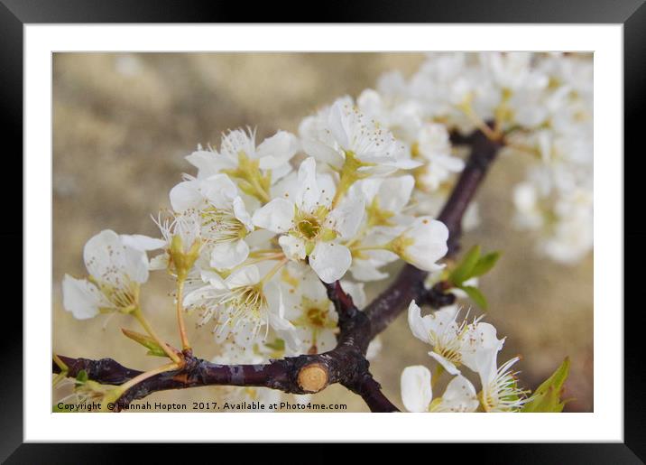 Japanese cherry blossom Framed Mounted Print by Hannah Hopton
