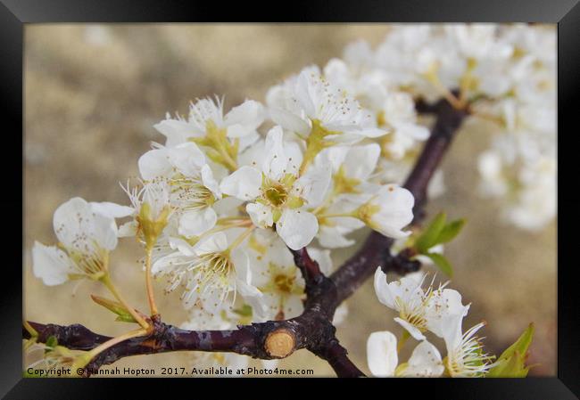 Japanese cherry blossom Framed Print by Hannah Hopton