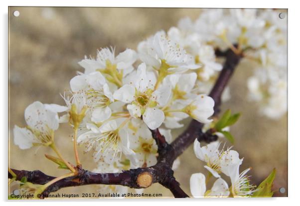 Japanese cherry blossom Acrylic by Hannah Hopton