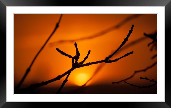 Radiant Sunset over a Forest Canopy Framed Mounted Print by Joe Dailly