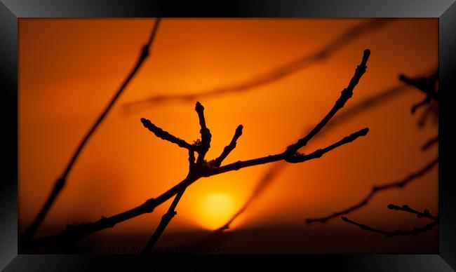 Radiant Sunset over a Forest Canopy Framed Print by Joe Dailly
