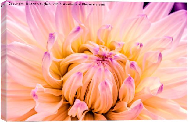 Dahlia Violet and White Canvas Print by John Vaughan