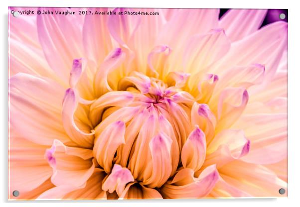 Dahlia Violet and White Acrylic by John Vaughan