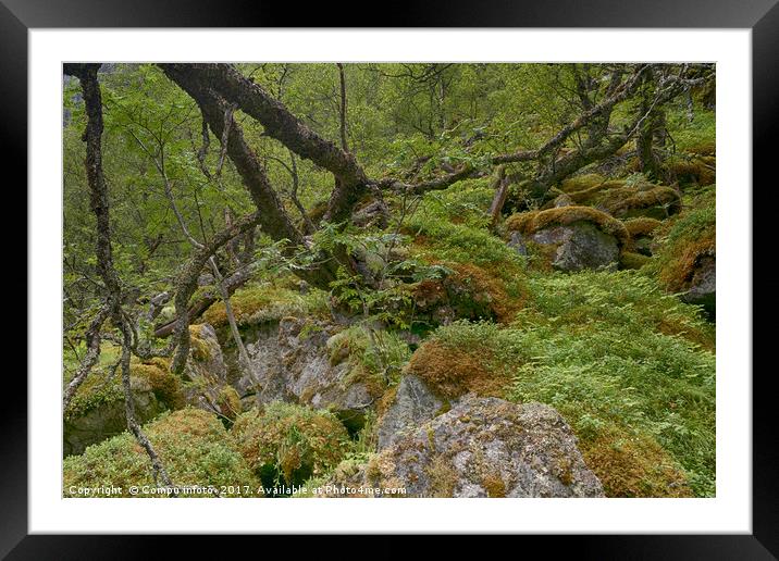 forest moss and vegetation as background Framed Mounted Print by Chris Willemsen