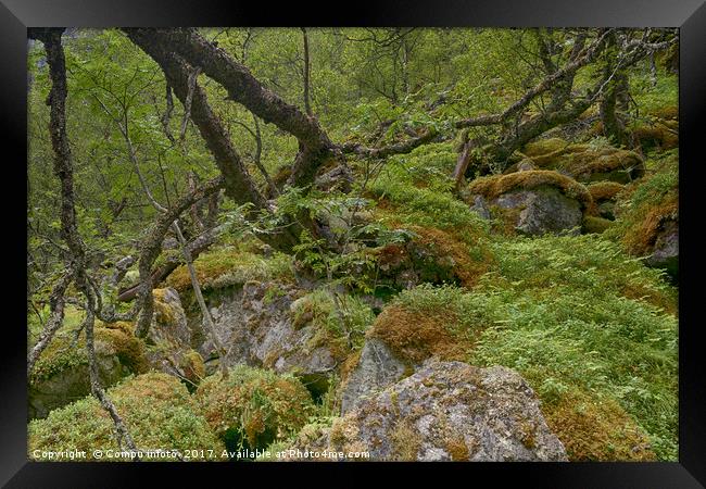 forest moss and vegetation as background Framed Print by Chris Willemsen