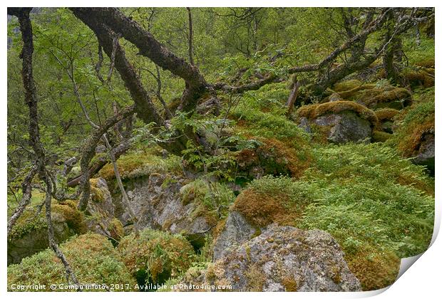 forest moss and vegetation as background Print by Chris Willemsen